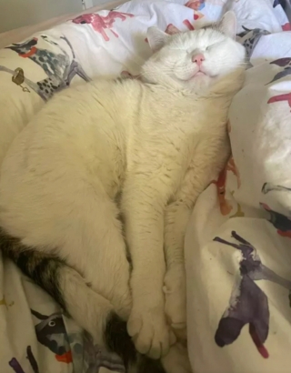 Illustration de l'article : 17 photos de chats qui sont encore plus adorables lorsqu’ils font la sieste