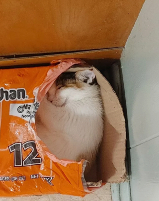 Illustration de l'article : 17 photos de chats qui sont encore plus adorables lorsqu’ils font la sieste