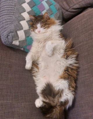 Illustration de l'article : 17 photos de chats qui sont encore plus adorables lorsqu’ils font la sieste