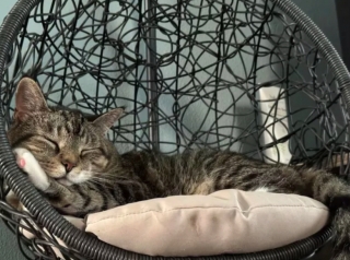 Illustration de l'article : 17 photos de chats qui sont encore plus adorables lorsqu’ils font la sieste