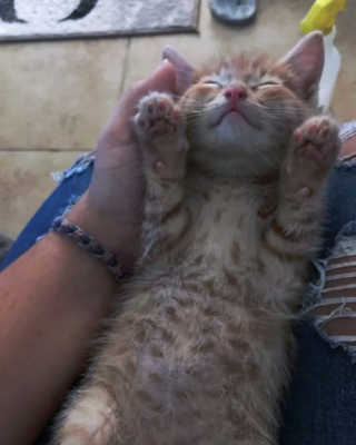 Illustration de l'article : 17 photos de chats qui sont encore plus adorables lorsqu’ils font la sieste