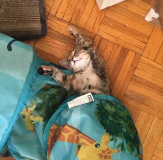 Illustration de l'article : 17 photos de chats qui sont encore plus adorables lorsqu’ils font la sieste