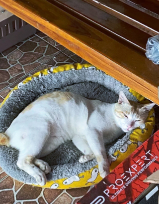 Illustration de l'article : 17 photos de chats qui sont encore plus adorables lorsqu’ils font la sieste