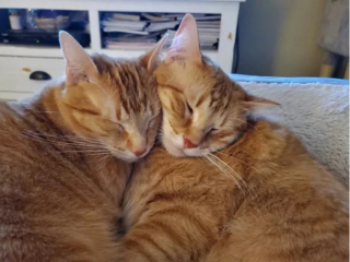 Illustration de l'article : 17 photos de chats qui sont encore plus adorables lorsqu’ils font la sieste