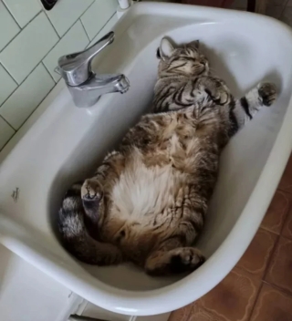 Illustration de l'article : 17 photos de chats qui sont encore plus adorables lorsqu’ils font la sieste
