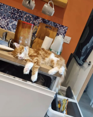 Illustration de l'article : 17 photos de chats qui sont encore plus adorables lorsqu’ils font la sieste