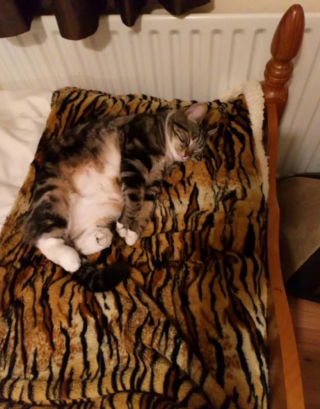 Illustration de l'article : 17 photos de chats qui sont encore plus adorables lorsqu’ils font la sieste