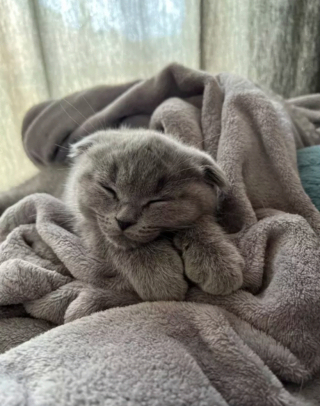 Illustration de l'article : 17 photos de chats qui sont encore plus adorables lorsqu’ils font la sieste