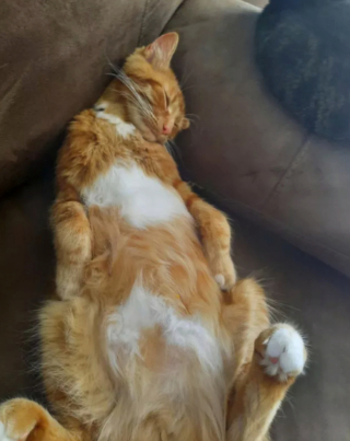 Illustration de l'article : 17 photos de chats qui sont encore plus adorables lorsqu’ils font la sieste