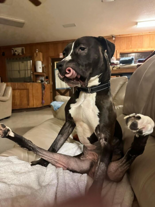 Illustration de l'article : 20 photos de chiens surpris dans des situations aussi attendrissantes que cocasses