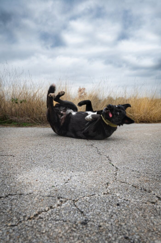 Illustration de l'article : 20 photos de chiens surpris dans des situations aussi attendrissantes que cocasses