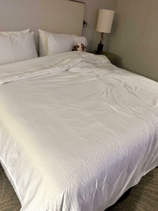 Illustration de l'article : 20 photos de chiens surpris dans des situations aussi attendrissantes que cocasses