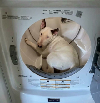 Illustration de l'article : 20 photos de chiens surpris dans des situations aussi attendrissantes que cocasses