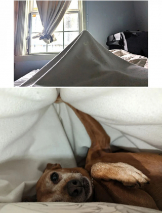 Illustration de l'article : 20 photos de chiens surpris dans des situations aussi attendrissantes que cocasses
