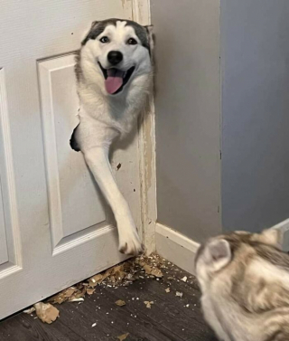 Illustration de l'article : 20 photos de chiens surpris dans des situations aussi attendrissantes que cocasses