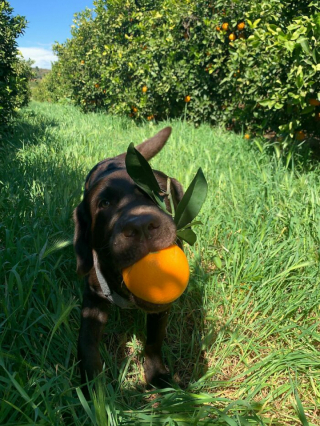 Illustration de l'article : 20 photos de chiens surpris dans des situations aussi attendrissantes que cocasses