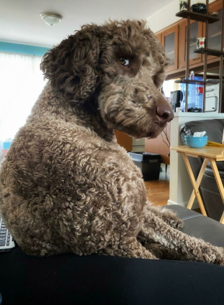 Illustration de l'article : 20 photos de chiens surpris dans des situations aussi attendrissantes que cocasses