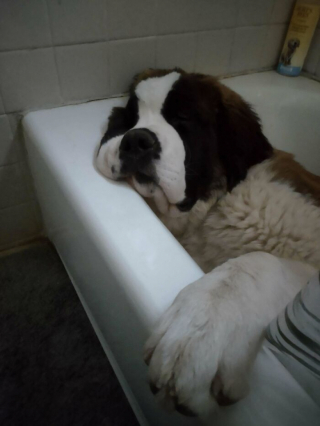 Illustration de l'article : 20 photos de chiens surpris dans des situations aussi attendrissantes que cocasses