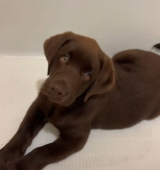 Illustration de l'article : Ce chiot aime tellement le bain qu'il a fait de la baignoire son nouveau panier (vidéo)