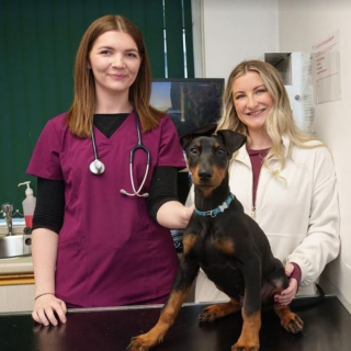 Illustration de l'article : Un chiot survit de justesse au virus létal du parvovirus grâce à la prouesse des vétérinaires