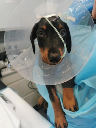Illustration de l'article : Un chiot survit de justesse au virus létal du parvovirus grâce à la prouesse des vétérinaires