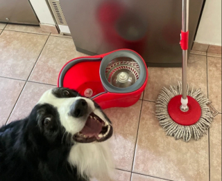 Illustration de l'article : 14 photos de chiens et de chats expressifs qui savent parfaitement se faire comprendre