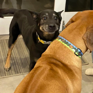 Illustration de l'article : 14 photos de chiens et de chats expressifs qui savent parfaitement se faire comprendre