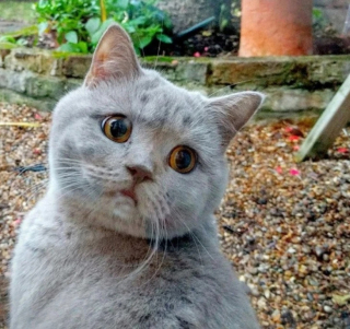Illustration de l'article : 14 photos de chiens et de chats expressifs qui savent parfaitement se faire comprendre