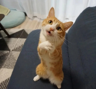 Illustration de l'article : 14 photos de chiens et de chats expressifs qui savent parfaitement se faire comprendre