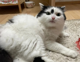 Illustration de l'article : 14 photos de chiens et de chats expressifs qui savent parfaitement se faire comprendre