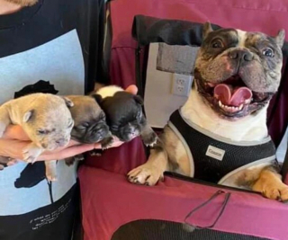 Illustration de l'article : 14 photos de chiens et de chats expressifs qui savent parfaitement se faire comprendre