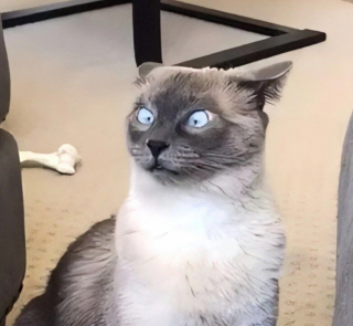 Illustration de l'article : 14 photos de chiens et de chats expressifs qui savent parfaitement se faire comprendre