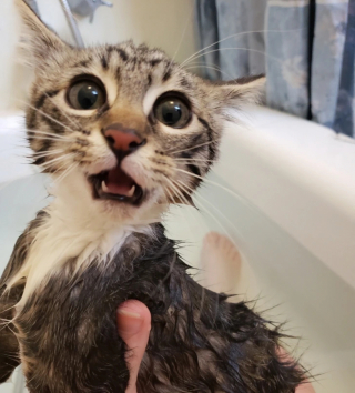 Illustration de l'article : 14 photos de chiens et de chats expressifs qui savent parfaitement se faire comprendre