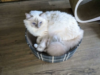 Illustration de l'article : 20 photos de chats blancs qui vous feront succomber à leur charme
