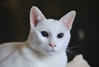 Illustration de l'article : 20 photos de chats blancs qui vous feront succomber à leur charme