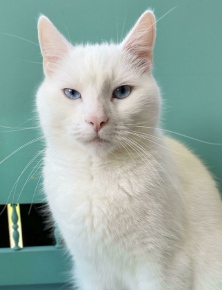 Illustration de l'article : 20 photos de chats blancs qui vous feront succomber à leur charme