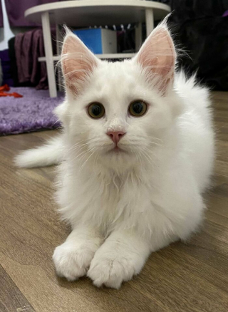 Illustration de l'article : 20 photos de chats blancs qui vous feront succomber à leur charme