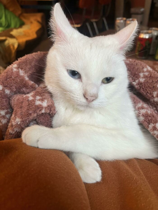 Illustration de l'article : 20 photos de chats blancs qui vous feront succomber à leur charme