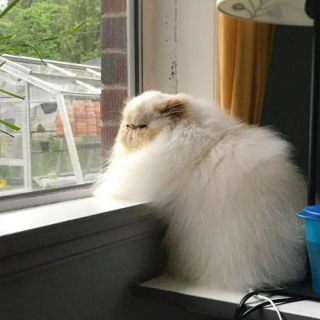Illustration de l'article : 20 photos de chats blancs qui vous feront succomber à leur charme