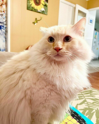 Illustration de l'article : 20 photos de chats blancs qui vous feront succomber à leur charme