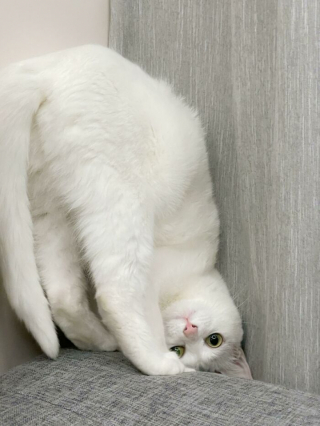 Illustration de l'article : 20 photos de chats blancs qui vous feront succomber à leur charme