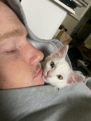 Illustration de l'article : 20 photos de chats blancs qui vous feront succomber à leur charme
