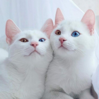 Illustration de l'article : 20 photos de chats blancs qui vous feront succomber à leur charme