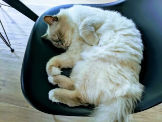 Illustration de l'article : 20 photos de chats blancs qui vous feront succomber à leur charme