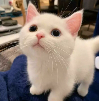Illustration de l'article : 20 photos de chats blancs qui vous feront succomber à leur charme