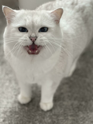 Illustration de l'article : 20 photos de chats blancs qui vous feront succomber à leur charme