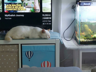 Illustration de l'article : 20 photos de chats blancs qui vous feront succomber à leur charme