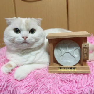 Illustration de l'article : 20 photos de chats blancs qui vous feront succomber à leur charme