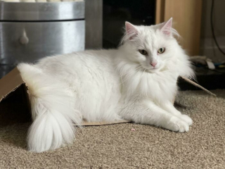 Illustration de l'article : 20 photos de chats blancs qui vous feront succomber à leur charme