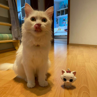 Illustration de l'article : 20 photos de chats blancs qui vous feront succomber à leur charme
